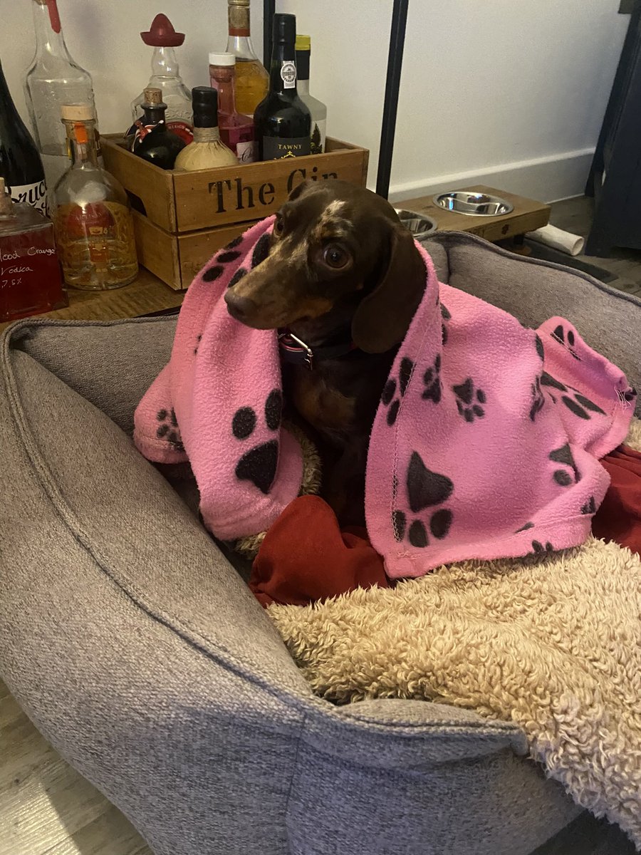 <a href="/AudreyAllan2022/">Audrey the Dachshund 🐾 🦴</a> bloody fireworks tonight!!
