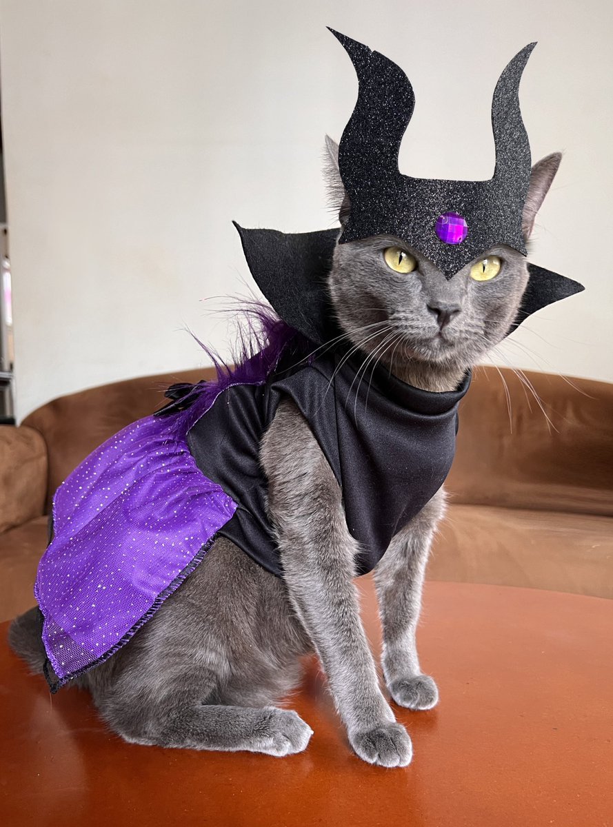 mirandastian's tweet photo. Y no podía faltar obviamente el disfraz de mi princesa: 
Miawléfica 💜 https://t.co/JE1RBk5ECl