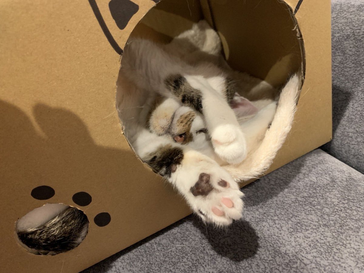 にゃんだらけ肉球