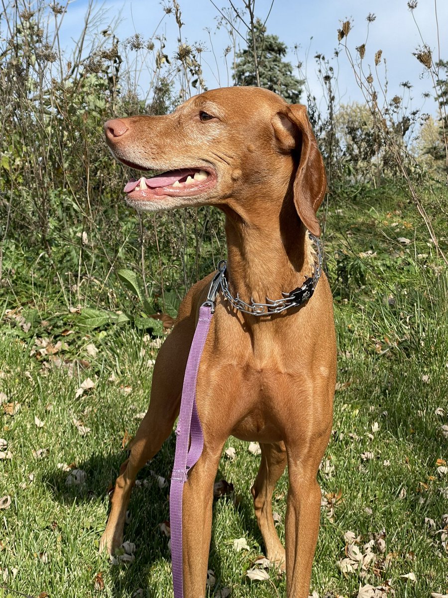 vizsla87's tweet photo. We had the rare November day in the sixties. Cooper had a wonderful day and so did his staff. #vizsla #velcrodogs https://t.co/IRIQhcCpWt