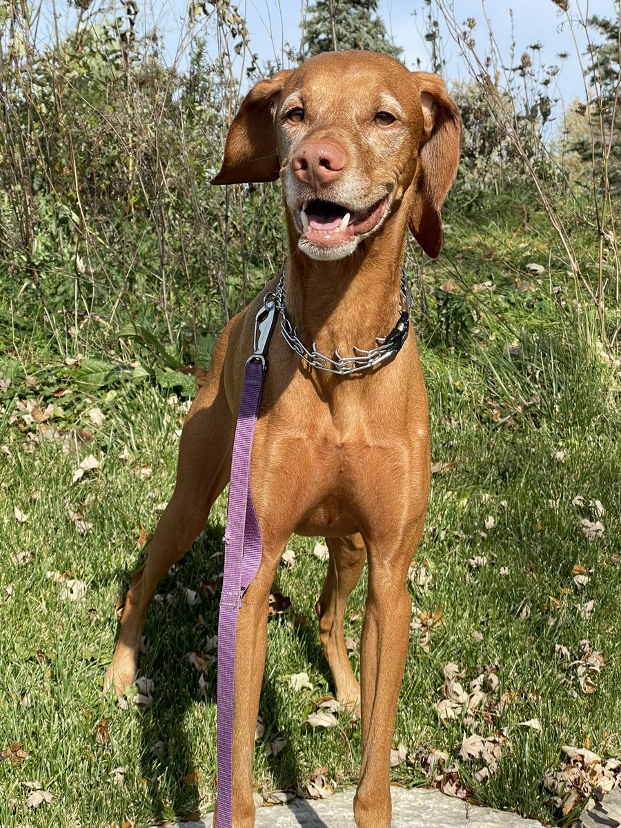 vizsla87's tweet photo. We had the rare November day in the sixties. Cooper had a wonderful day and so did his staff. #vizsla #velcrodogs https://t.co/IRIQhcCpWt