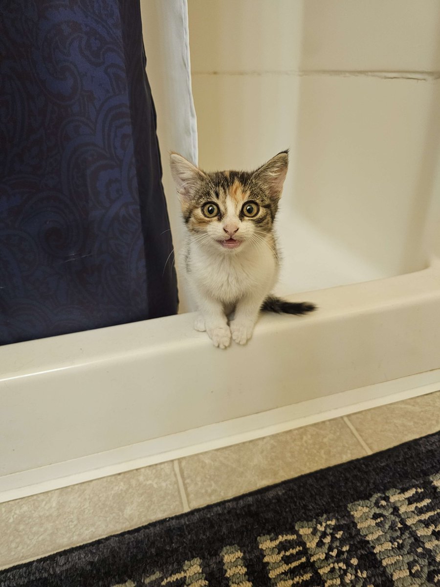 Other thing that has been distracting me... a lil baby that we weren't expecting to adopt. I call her baby a lot but her name is Calypso. Friend's in laws have barn cats. She was a runt that was left by mama and found emaciated and riddled with illness. She got her second chance.