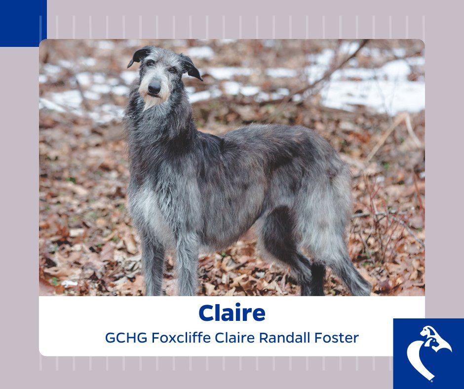 Meet Claire - our featured dog for the month of November in the 2023 Champions for Canine Health Calendar. Claire is a Scottish Deerhound bred and owned by Cecelia Dove, Scott Dove, and Angela Lloyd. bit.ly/3QuU8z6 
#dogsoftwitter #scottishdeerhound