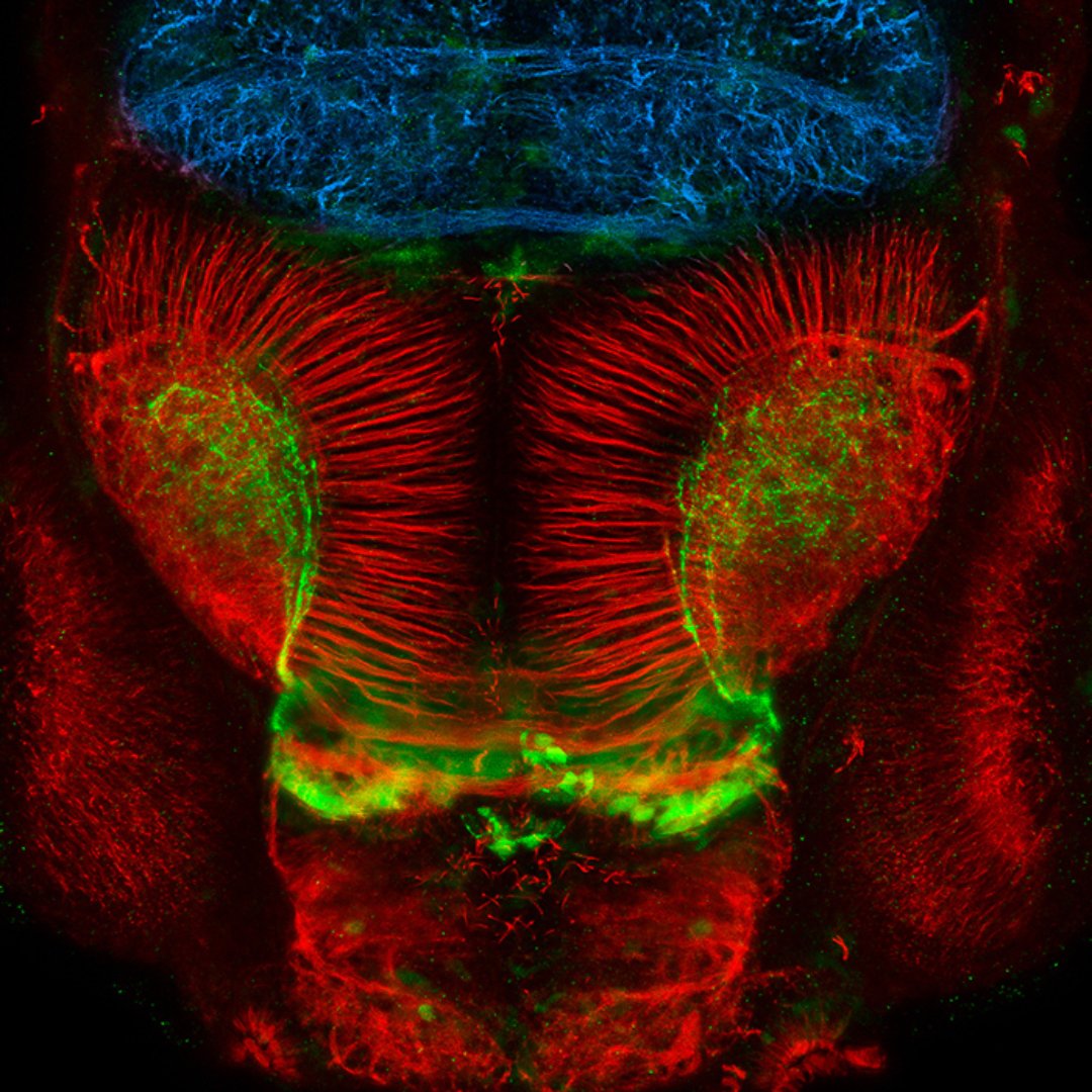 QldBrainInst's tweet image. This incredibly colourful neuroscience imagery shows a zebrafish brain at three days post-fertilization, including the forebrain, optic tectum and midbrain.  

📸 @GiacoLAB
#UQ #QBI #brain #research #science #art #neuroscience