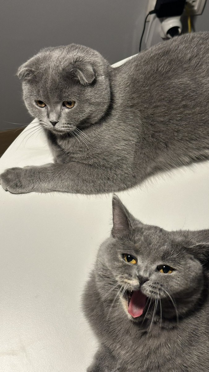 Eustricc's tweet photo. Rastgele kedi fotosu https://t.co/oLsycZ45F6
