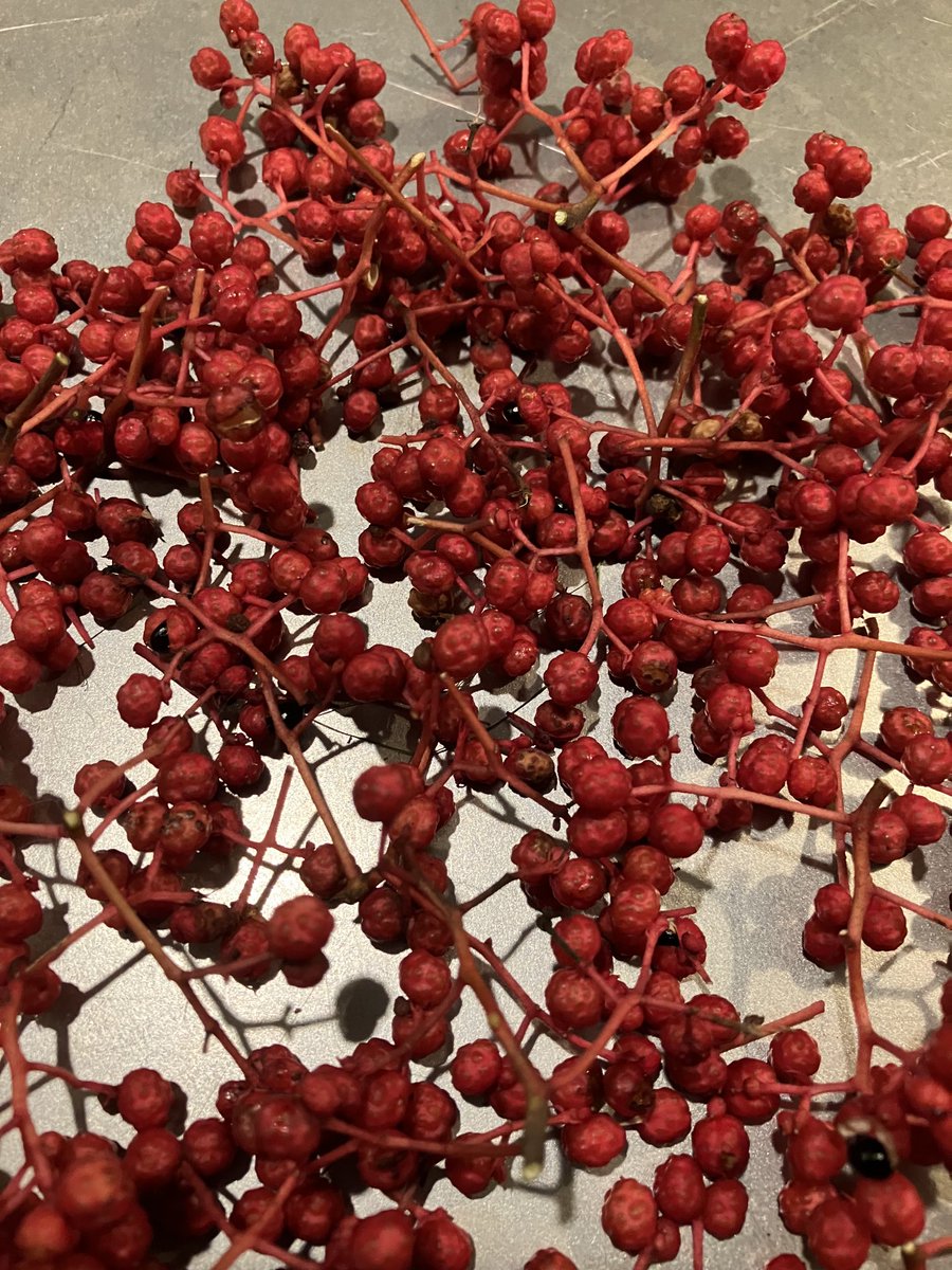 Say ⁦<a href="/white2tea/">white2tea</a>⁩, my wife and I went to a friend’s place to pick persimmons for hoshigaki, and we managed to snag a few of these as well. A little late in the season, but it’s never too late to get your 50hz tingle on.