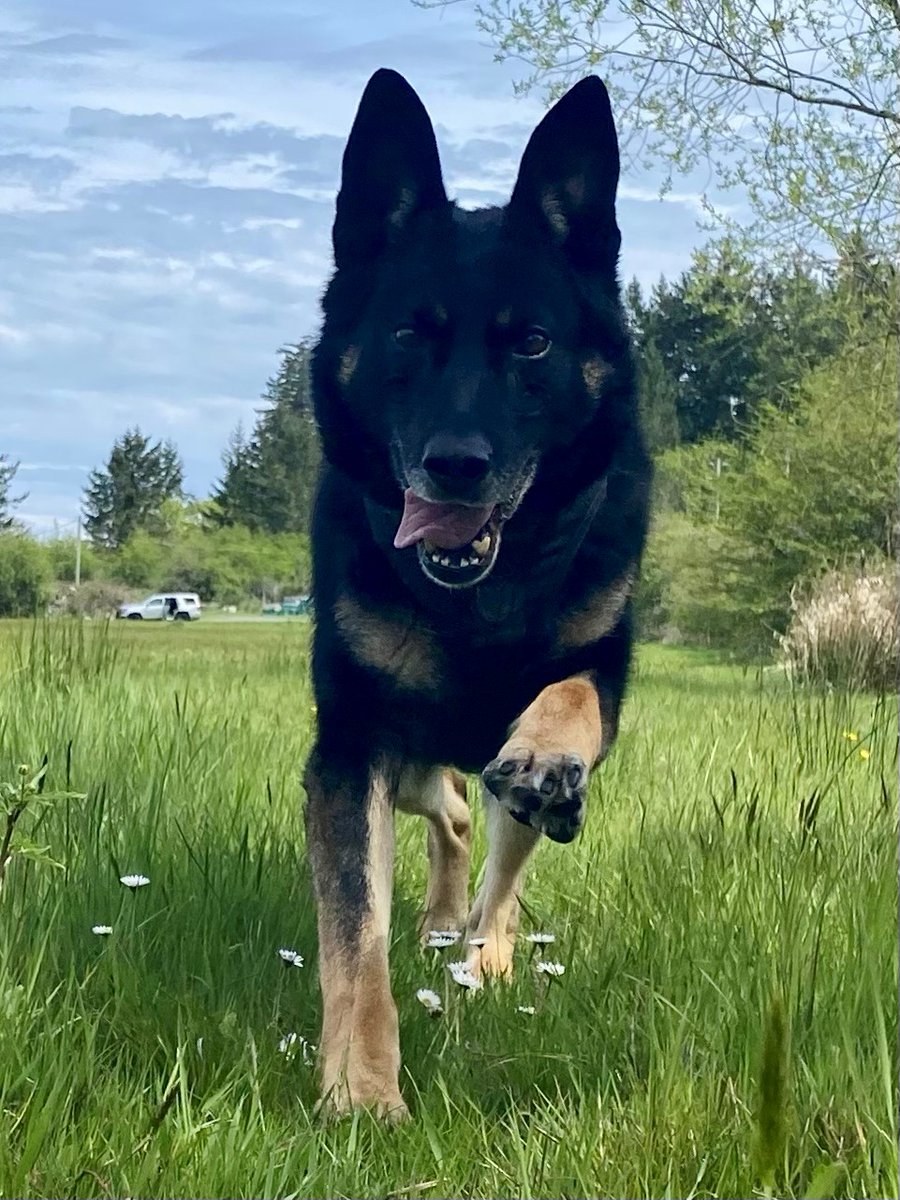 We are sad to report PSD "Hitch" has passed away from medical complications. He served since 2016 &amp; responded to the BMO incident in 2022. His partner, Cst. Mead said, "Hitch loved every aspect of his job". Hitch, thank you for protecting our community for so many years.<a href="/ICS_K9/">Integrated Canine Service</a>