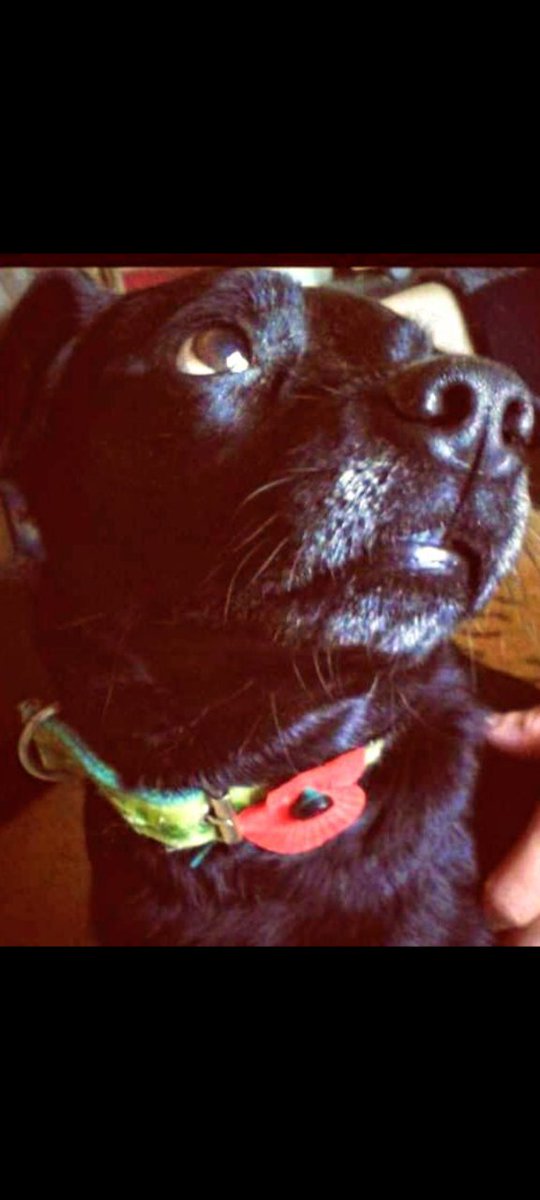 AndreaJackGoro's tweet image. Dougie wearing his poppy in remembrance of all the #Patterdales that went to war! #animalsofwar