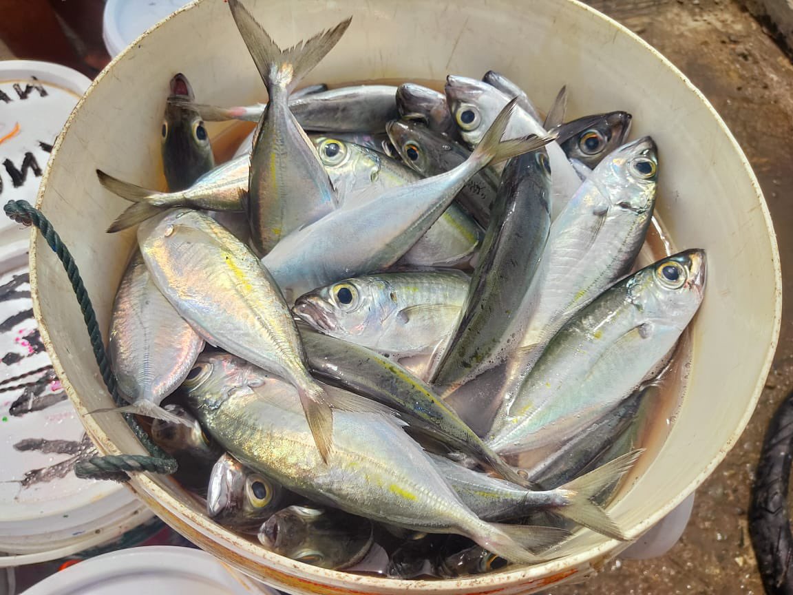 EtangoSandra's tweet photo. Senin (06/11), Sandra Etango, Luhkan Kab. Boalemo, di Pelaku Utama (Rusdin Arsyad) Ds.Tapadaa, melaporkan tangkapan ikan selar, dengan alat tangkap Bagan, 05/11/23 sebanyak 150Kg, harga jual 10.000/kg
#GiatLuhkanSatminkalBitung
#LuhkanBoalemo
#Tangkap https://t.co/adf1o0I4NX