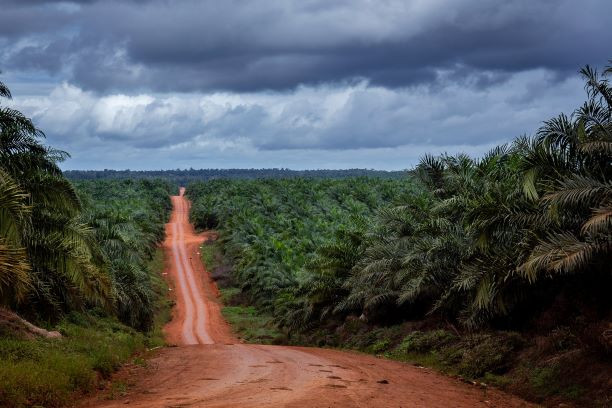 Andreas Harsono tweet media