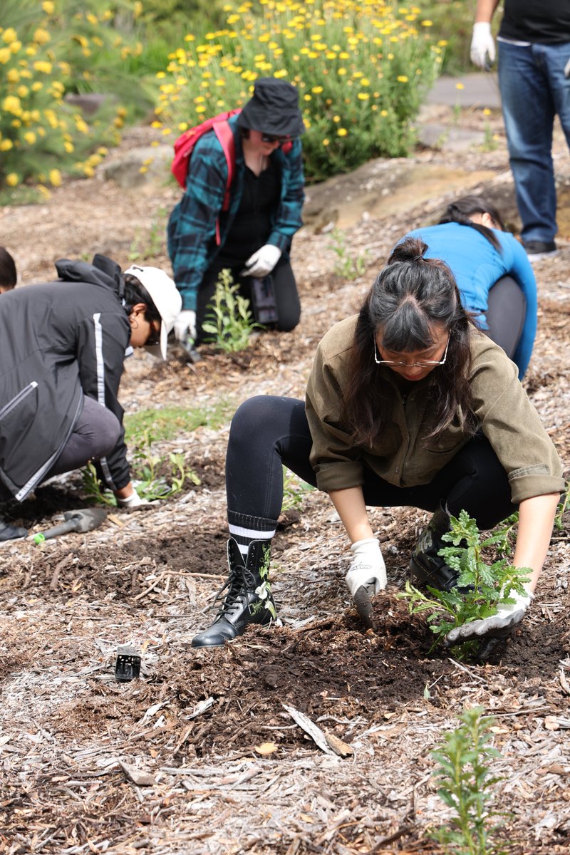 SeedPartnership's tweet photo. A bloomin' great day for the Oak Leaved Olearia! 🌼 A team from @ThisIsReckitt joined us for a planting day at @botanicsydney to create an insurance population for this rare beauty. Thanks to Airwick &amp; @WWF_Australia for supporting the #RareBloomProject.
🔗https://t.co/guq2iOYaU9 https://t.co/wZvxrMoFIQ