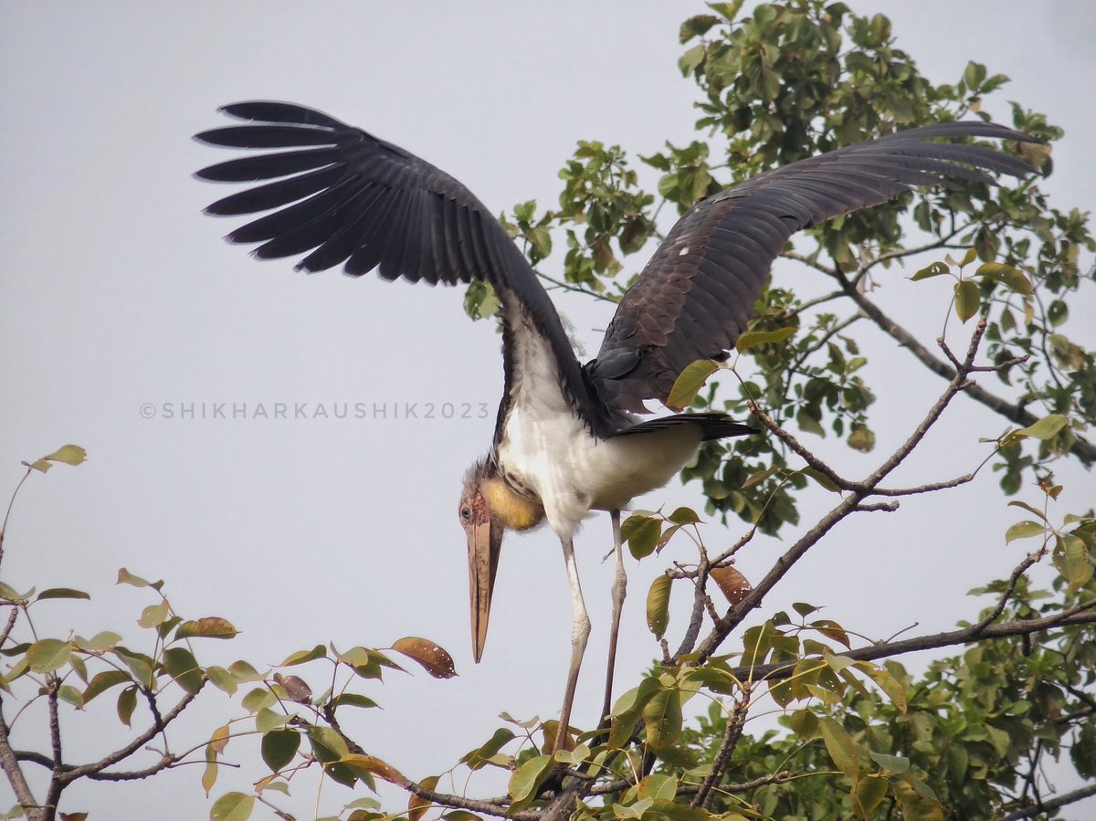 wii_india's tweet photo. 19th batch MSc Wildlife Science - (Wildlife Techniques Exercise -Day 8, 05/11/2023): Learning road and dam impacts, line transect based bird count, and data analyses were today's activities. Some exciting of mammals and birds too!
@wii_india @mpforestdept @moefcc @vrtiwari1 @kramesh95 @himalayanwolf1
@lifeofawild @PannaTigerResrv
