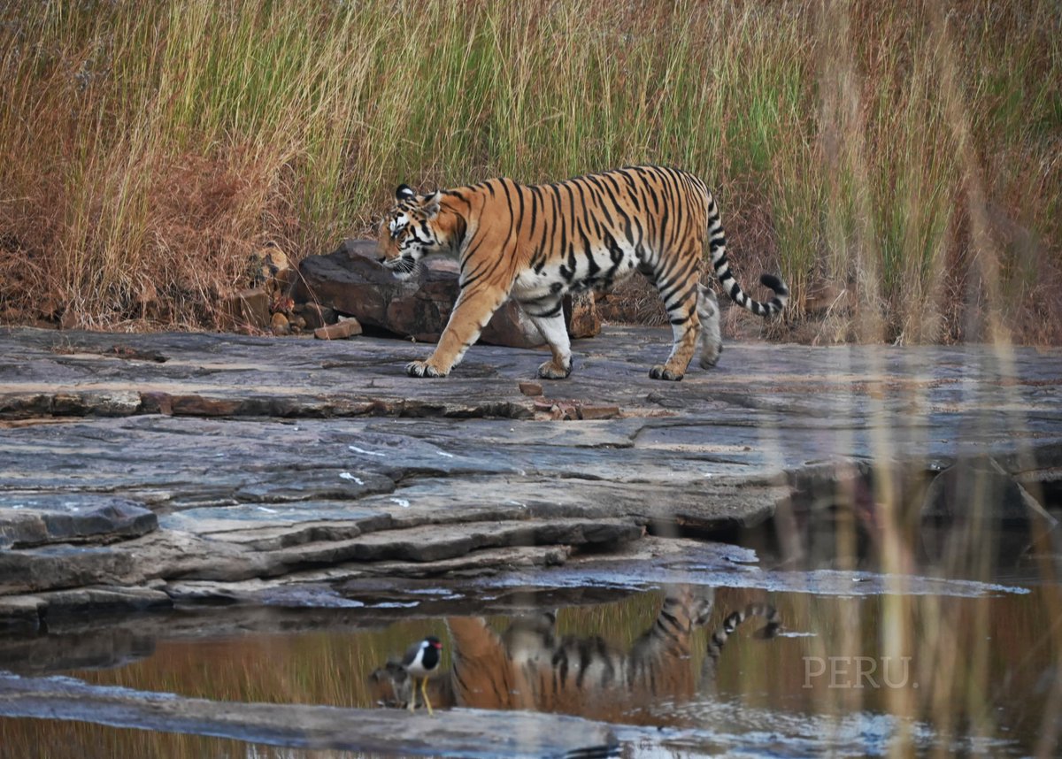 wii_india's tweet photo. 19th batch MSc Wildlife Science - (Wildlife Techniques Exercise -Day 8, 05/11/2023): Learning road and dam impacts, line transect based bird count, and data analyses were today's activities. Some exciting of mammals and birds too!
@wii_india @mpforestdept @moefcc @vrtiwari1 @kramesh95 @himalayanwolf1
@lifeofawild @PannaTigerResrv