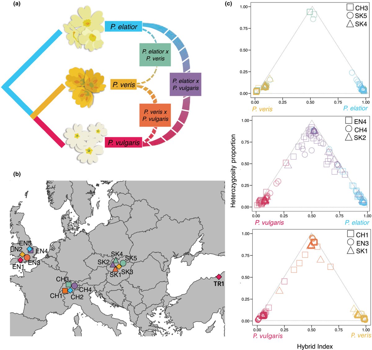 New Phytologist (@newphyt) on Twitter photo The genomes of Darwin’s primroses reveal chromosome-scale adaptive introgression and differential permeability of species boundaries
Stubbs et al. <a href="/spytheodor/">Spyros Theodoridis</a> @emilianomc <a href="/jackpotente/">Giacomo Potente</a> @yousefinarcis
📖 ow.ly/cJlG50Q3YaE The genomes of Darwin’s primroses reveal chromosome-scale adaptive introgression and differential permeability of species boundaries
Stubbs et al. <a href="/spytheodor/">Spyros Theodoridis</a> @emilianomc <a href="/jackpotente/">Giacomo Potente</a> @yousefinarcis
📖 ow.ly/cJlG50Q3YaE