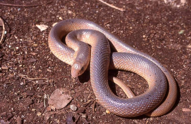 LoneWalker_256's tweet photo. #KnowYourSnakes 🐍
Hook-nosed Snake (Scaphiophis albopunctatus)
X-tics:
✓ Harmless 
✓ Lives mostly in burrows
✓ Inhabitant of the low country of eastern Kenya.
#SnakesofEastAfrica #Snake101 
📸 Stephen Spawls. https://t.co/3sFnyxZB74