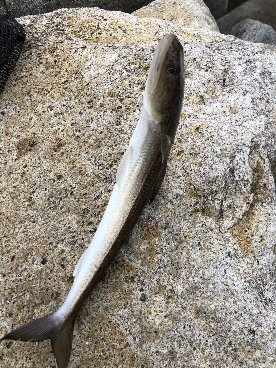 viofishing's tweet photo. 風強すぎた…😂
エソが釣れました🥳 https://t.co/Ipz0PW938B