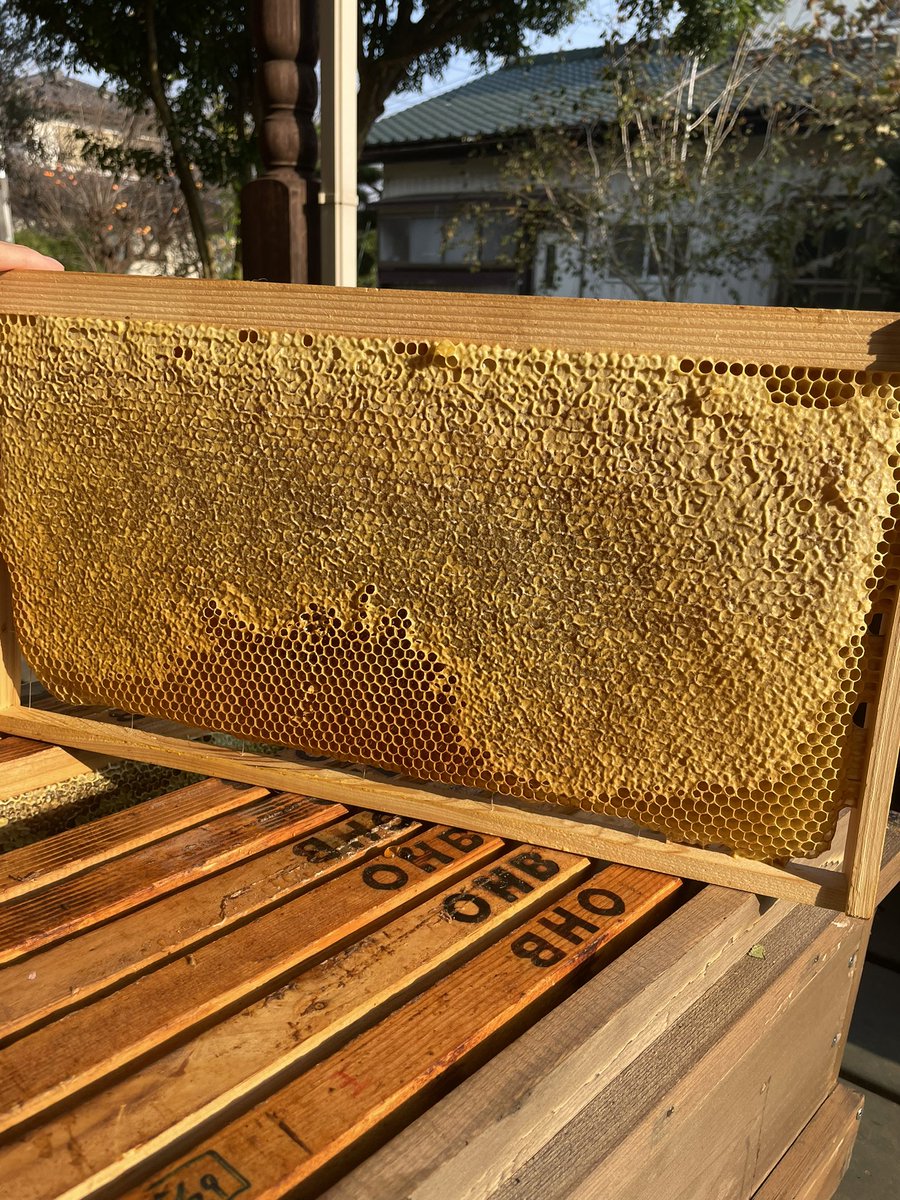 ミツバチから秋蜜をいただいて
びん詰めしました🍯
ミツバチちゃんありがとう🐝

ご注文、詳細につきましては
DMにてご連絡お願いいたします。

サイズは以下のとおりです🍯
90g
150g
160g
180g
300g
400g
600g

#秋蜜 #生ハチミツ #OHB #イベント出店