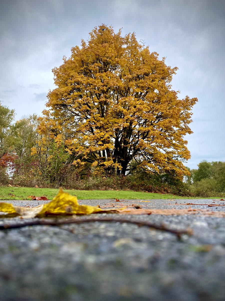 grounds_running's tweet image. Views from the ground. I did a few miles in Bothell. This is from the Sammamish River Park. Beautiful colors. 

#Seattle #running #explore