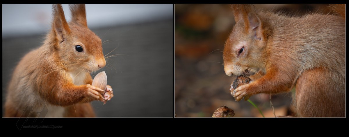 Terry Donnelly (@terrydonnelly01) on Twitter photo Pictures just 5 days apart, this beautiful male Red Squirrel, now suffering from #squirrelpox symptoms
The question remains the same
<a href="/nationaltrust/">National Trust</a>
<a href="/rsquirrelstrust/">RSST</a>
<a href="/SquirrelAccord/">UK Squirrel Accord</a>
What are you doing right now thats making a difference?
#thelastred #nationaldisgrace <a href="/IanRMaher/">Ian Maher</a> Pictures just 5 days apart, this beautiful male Red Squirrel, now suffering from #squirrelpox symptoms
The question remains the same
<a href="/nationaltrust/">National Trust</a>
<a href="/rsquirrelstrust/">RSST</a>
<a href="/SquirrelAccord/">UK Squirrel Accord</a>
What are you doing right now thats making a difference?
#thelastred #nationaldisgrace <a href="/IanRMaher/">Ian Maher</a>