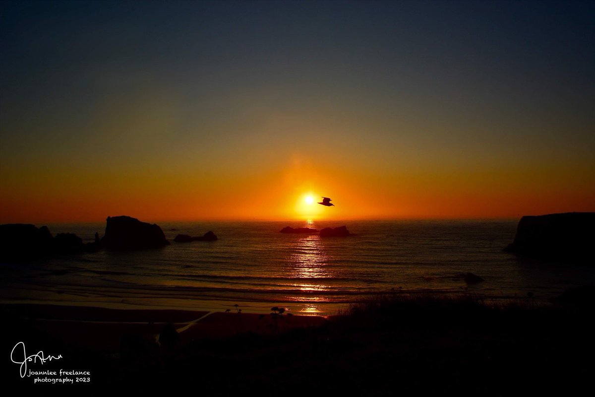 jo_annie42's tweet photo. Just a seagull above the sea but look, how beautifully she accommodates the entire sky under her wings. #BandonOregon #PacificOcean #sunsetphotography #PhotographyIsArt #beautiful #oregonbeaches https://t.co/L4Lpiu7UZo