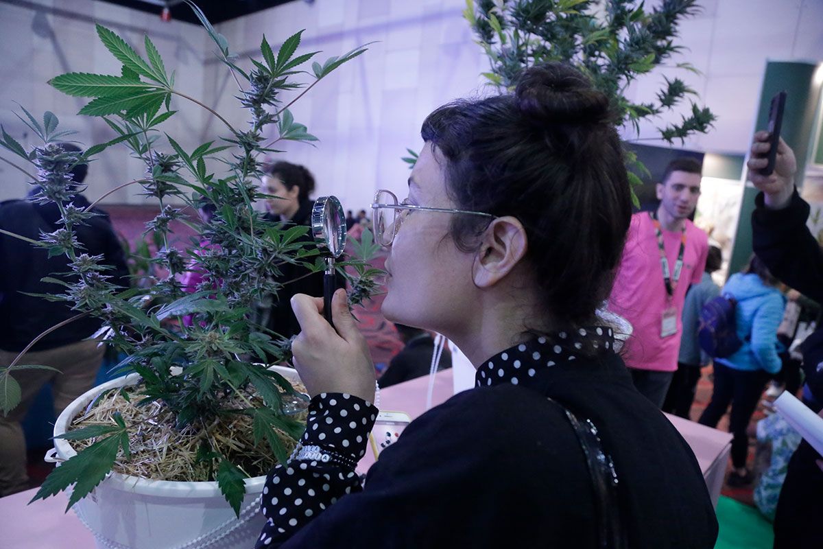 🟢 De los hongos a la medicina, una recorrida por la 4° Expo Cannabis.

✍ <a href="/FedeTrofelli/">Federico Trofelli</a> | bit.ly/40tmflJ