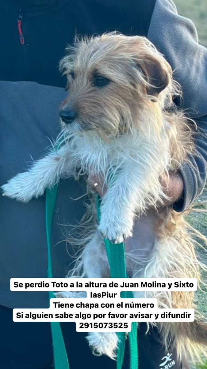 Bueno, la última red q me faltaba. Se perdió mi perro, si alguien me ayuda compartiendo se los agradezco ♥️