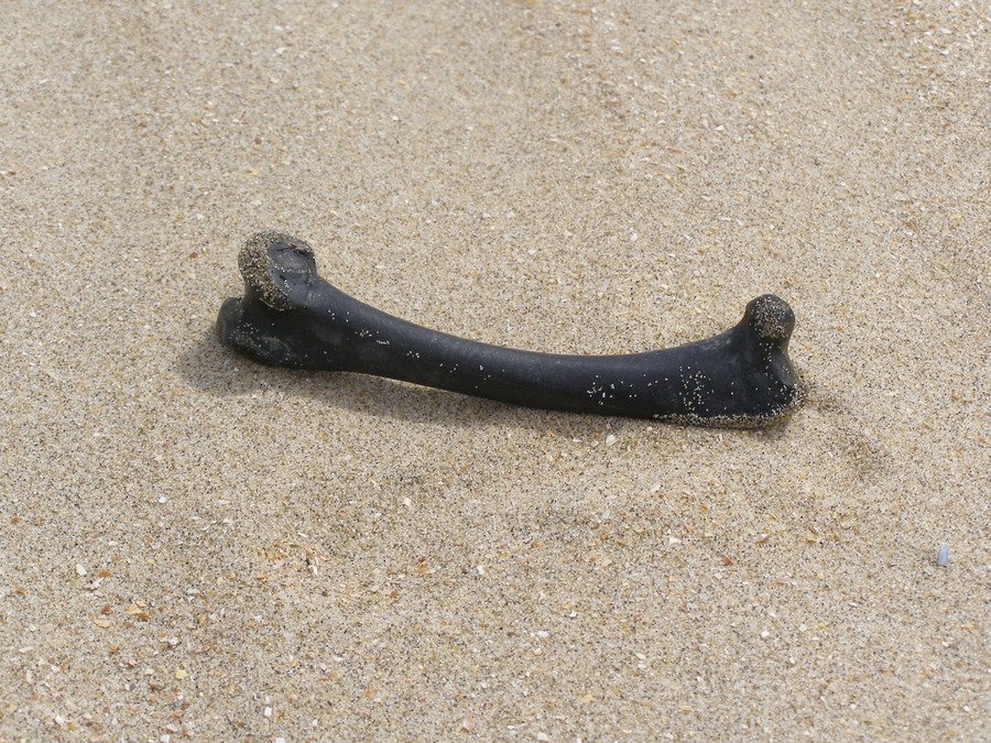 singletomingle's tweet photo. #Only8Words, #poetrycommunity, #writerscommunity, #blackbones
Black bones speak of,
Burnt history and mysteries.
©nainajani
5-11-2023 4:37am https://t.co/10vylS7AEY