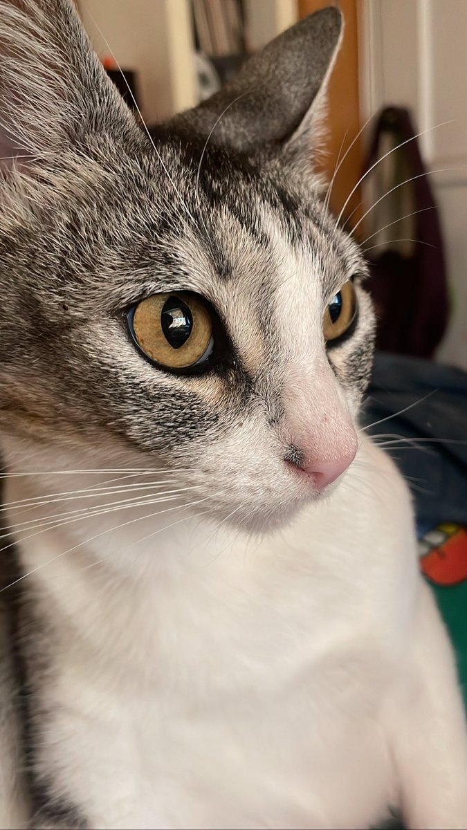 emooni 🌜☁️🌛 tweet media