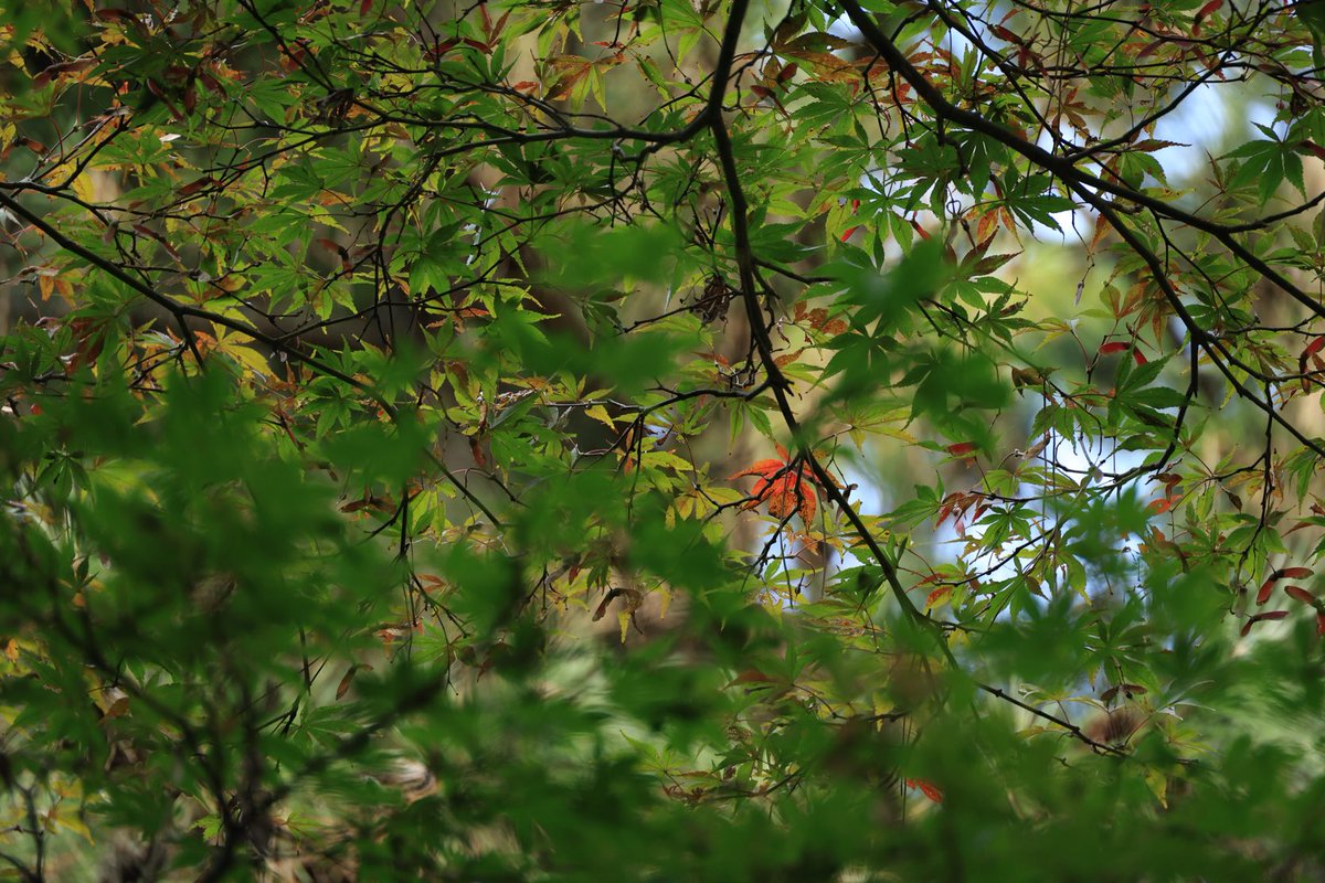 chihiro_orihihc's tweet image. 秋はまだかな。

#eosr8
#RF24-240