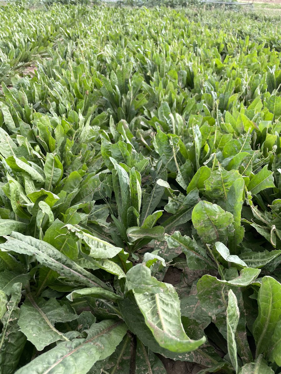 CWFS_Condo's tweet photo. Are you interested in plantain & chicory as an alternative forage option in Condobolin and surrounding districts?
Β
Stay up-to-date with CWFS Resilient Pastures Project research - https://t.co/Mp81B8xWoA
@DAFFgov @SouthernNSWHub
Β
#DLFSeeds #FutureDroughtFund https://t.co/iE0p3SDk2D