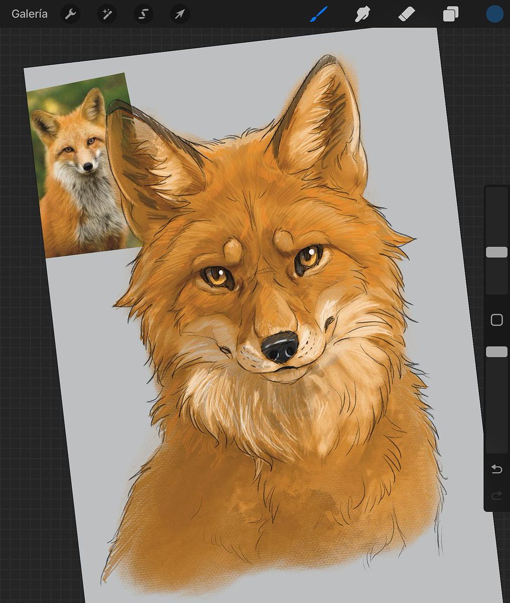 marianwolfart's tweet photo. Tanto esperaba el fin de semana 🙌🏻✨❤️ espero que les guste ❤️#contemporaryart #illustration #digitalart #cultura #artoftheday #sketch #artista #dibujo #artgallery #pintura #digitalart #instagood #instagram #mexicananimals #foxanimal🚫don’t use my illustration or trace🚫 https://t.co/QrPD3o6Aze