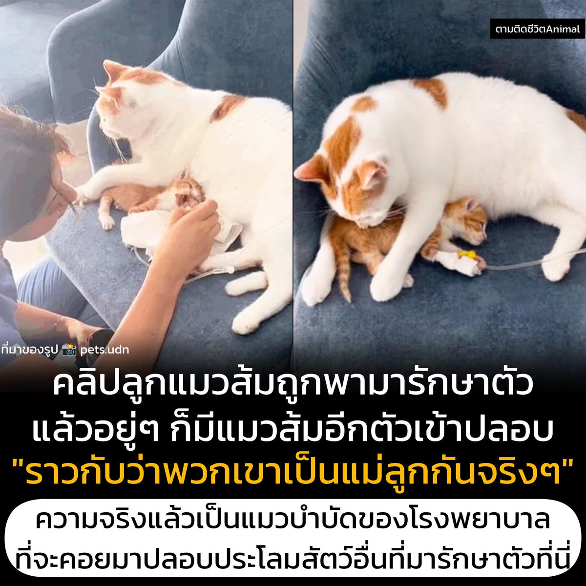 ลูกแมวส้มนอนให้น้ำเกลืออยู่ที่โรงพยาบาล อยู่ๆ ก็มีแมวส้มตัวใหญ่เข้ามาเลียขน และกอดลูกแมวจนหลับไป ชาวเน็ตเข้าใจว่าพวกเขาคือแมวลูกกัน แต่ที่จริงแล้ว น้องเป็นแมวบำบัดที่โรงพยาบาลเลี้ยงไว้ตั้งแต่เด็ก น้องจึงมีความเห็นอกเห็นใจสัตว์อื่น