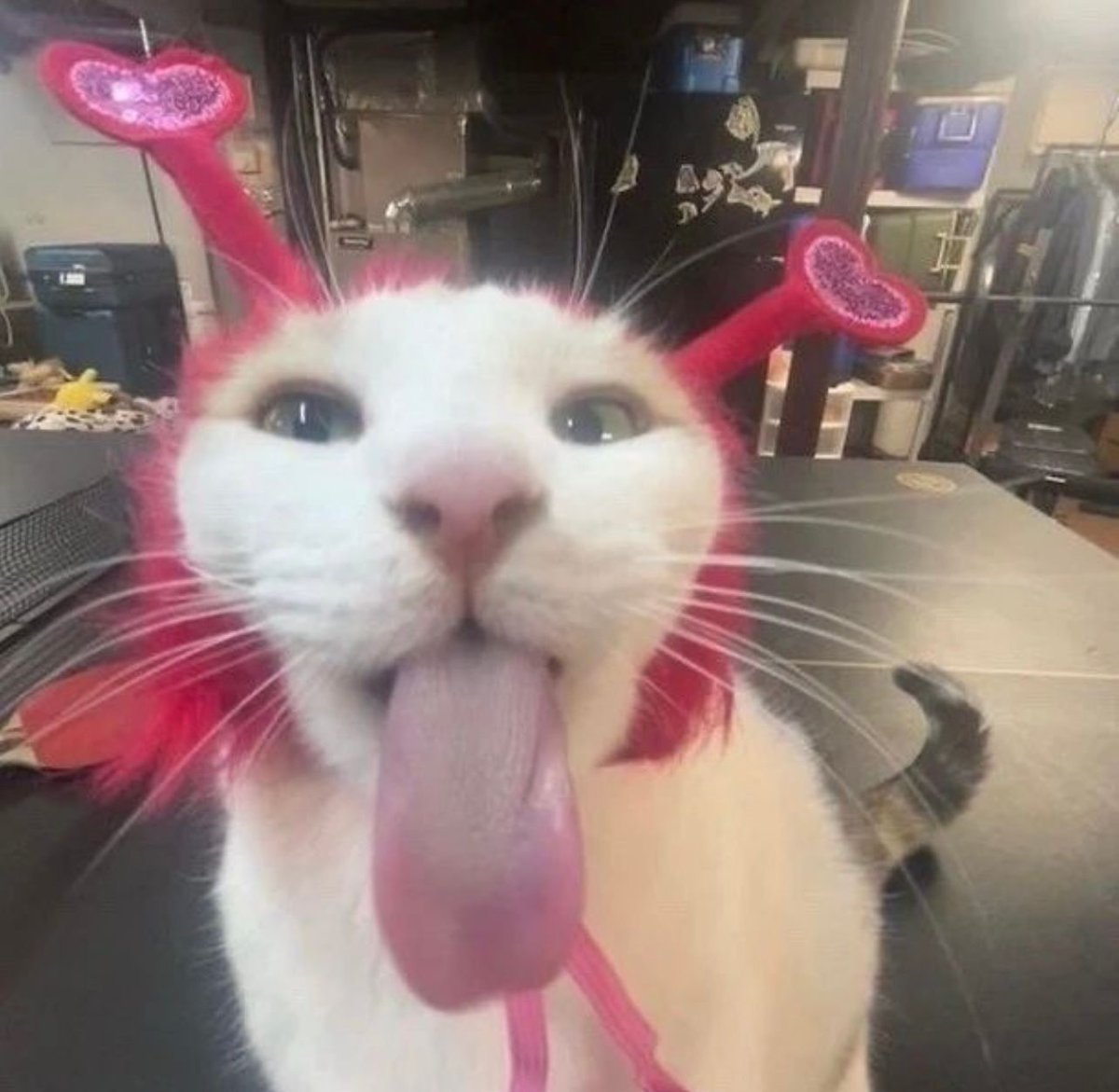 Posts Of Cats (@postsofcats) on Twitter photo 