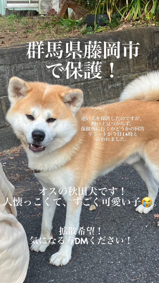Musashi_Kihara's tweet photo. #迷い犬 群馬の藤岡市鬼石国道462号線金山神社付近で保護された秋田犬の男の子です。とても人懐っこく歯も綺麗なので大切に育てられた子かなと思います。キャンプ場から逃げ出した可能性もあると思います。飼い主さんまで届いてほしい。 #拡散希望 https://t.co/O89WSFe20C