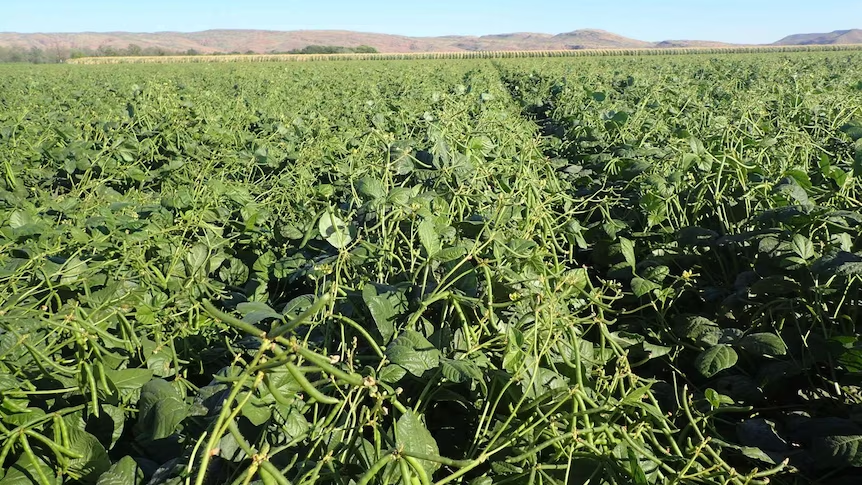 phil_honey's tweet image. #asktwitter #askX

Is there anyone aware of anyone growing Mungbeans commercially in West Aus? 

#AgTwitter #research #aussieag @dan_fay1 @Lizzie_vPerger @Stirlings2Coast