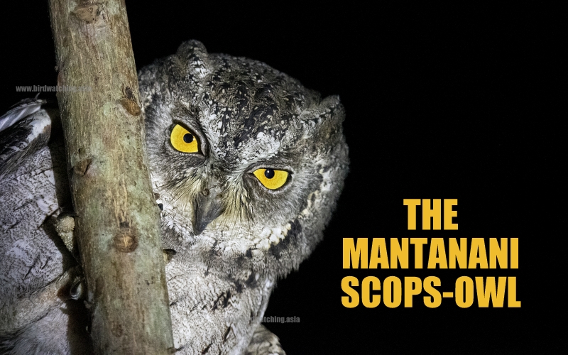 BirdWatchingMy's tweet photo. Mantanani Scops Owl - https://t.co/4N6ANU4MQj #owls #mantanani #mantananscopsowl #birdwatching #birdsseenin2023 #twitterbirds #xbirds #scopsowl #feelsabah #sabah #birding #birdphotography #Owl https://t.co/pTj7jT3khj