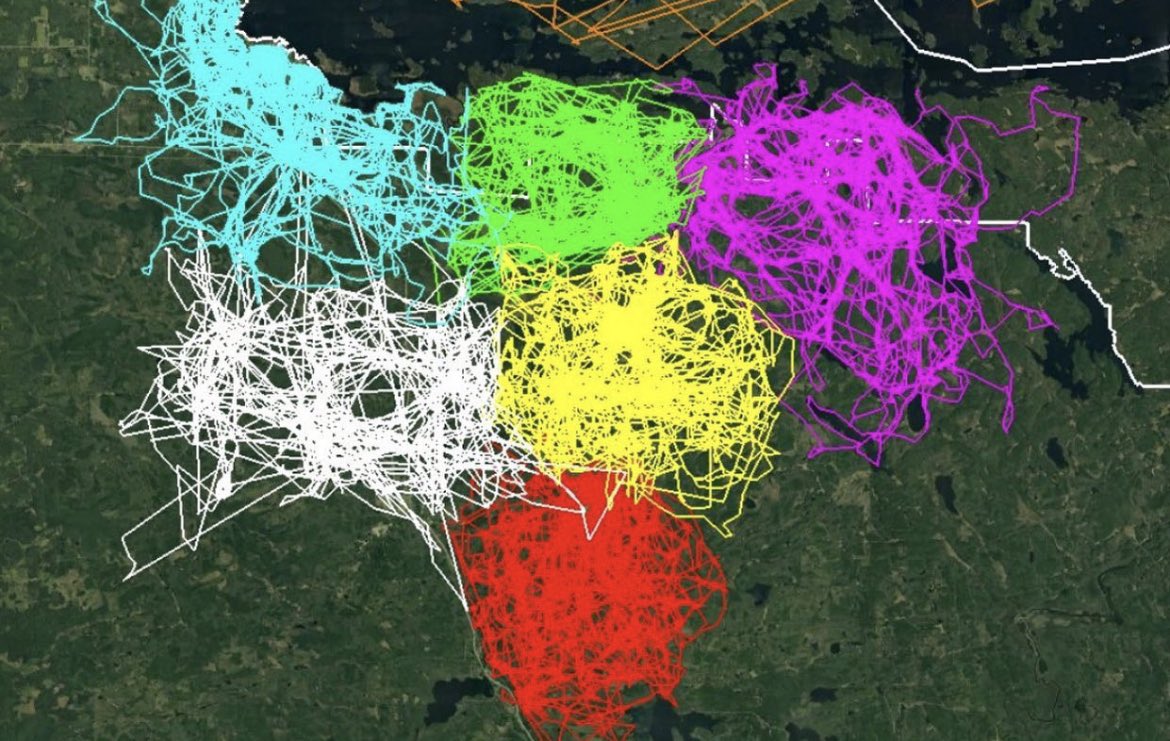 GPS tracking was used to monitor the movements of packs of wolves, revealing how these packs strategically avoid each other's territories. The data for this tracking was collected from wolves in six different packs located around Voyageurs National Park in Minnesota. This