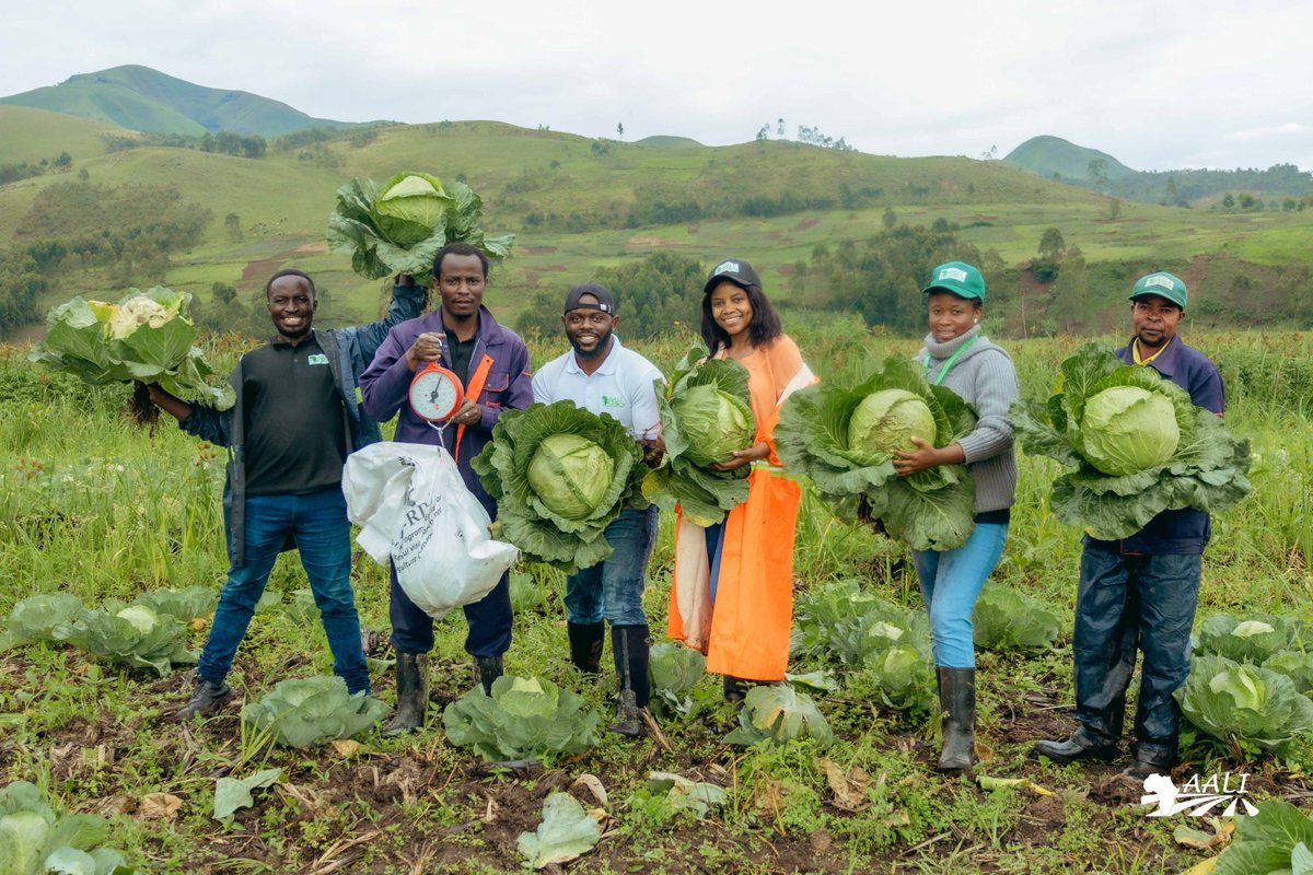AALI Youth Brigade has begun harvesting #cabbage in the #Nyangezi agricultural park, marking the start of a fruitful #harvest period after three months since the field was officially opened.
Each cabbage weighs a generous 7 kilos!