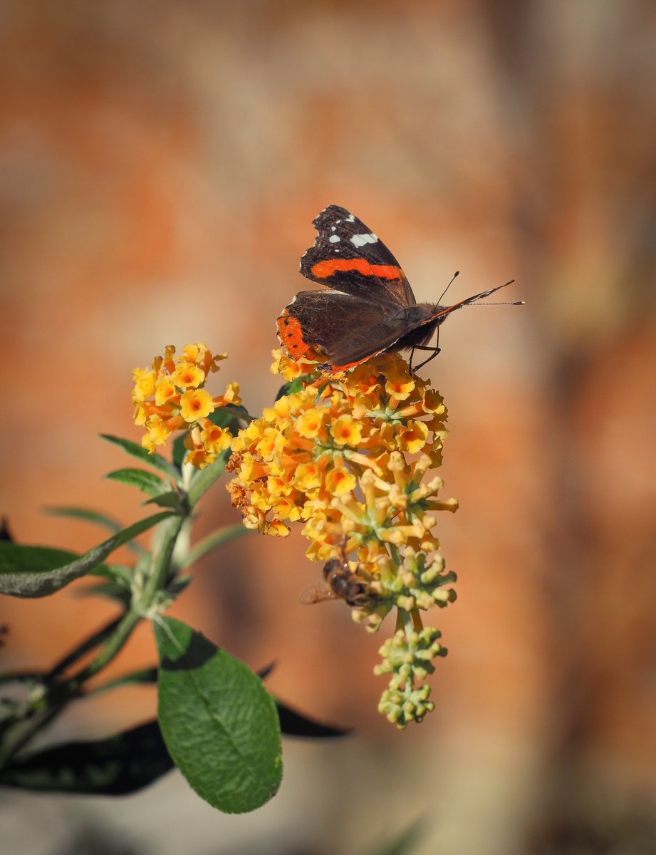 Red Admiral butterflies in November! 🤗🍂
<a href="/savebutterflies/">Butterfly Conservation 🦋</a>