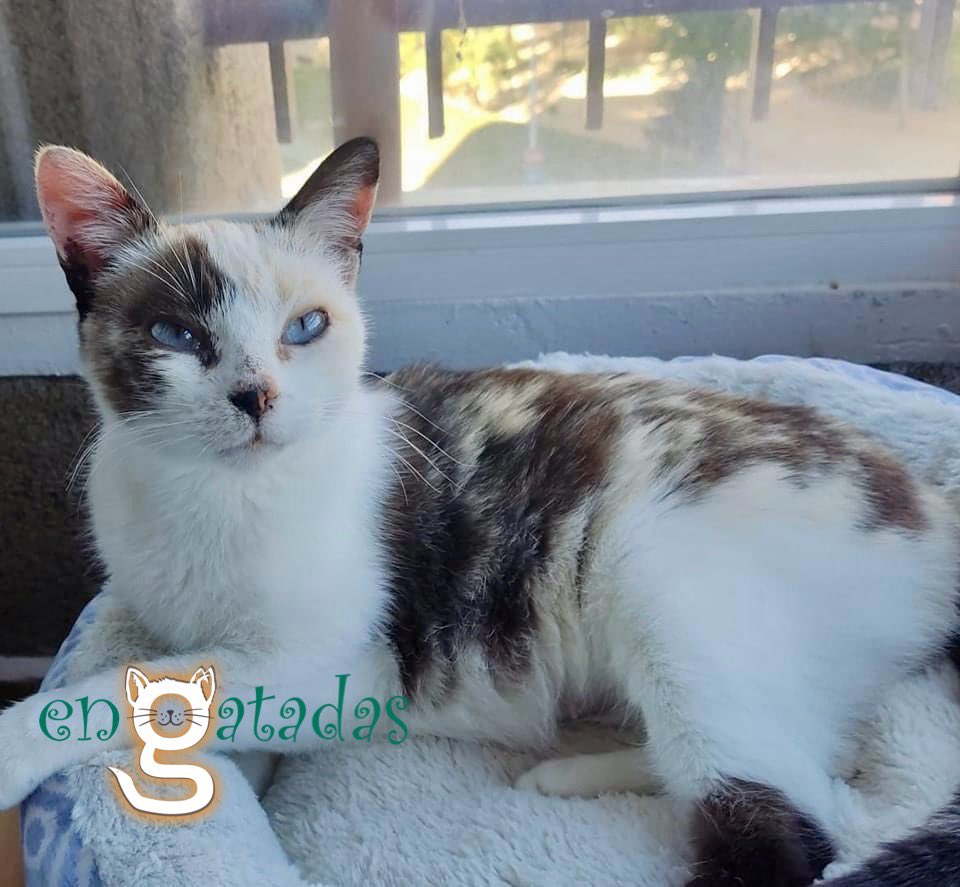 enGatadas_AB's tweet image. Alana es una gatita de 1 año que apareció en una de las colonias que gestionamos en #Albacete
Su carácter dulce y sociable la hacen merecedora de un hogar bonito como ella lo es ¿nos ayudas a encontrarlo?
Viajaría👇
engatadas.es/adoptar/
#RepescaÁlex5N #RepescaAlexDBT8 #rt