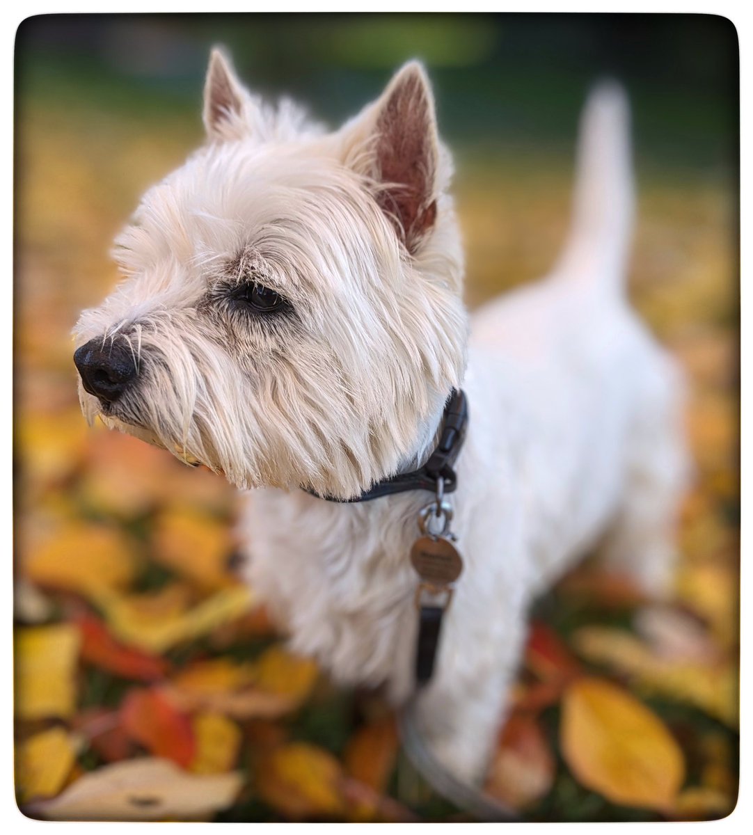 #Autumn walks
Freddie in the leaves 🧡
My favourite warming colours
I love watching them change colour and then fall to the ground
Boots and bobble hats 😁
Things that make me happy 💛
#Gentleness 💙
#Ready4Freddie 💚🐶
#KeepGoing x⛅