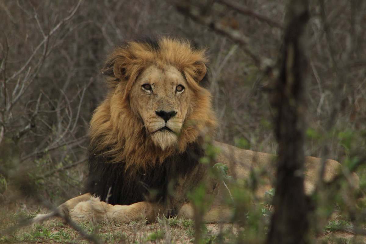 DigitaltourismW's tweet photo. Hoedspruit 
Male https://t.co/qGYlujdYvP