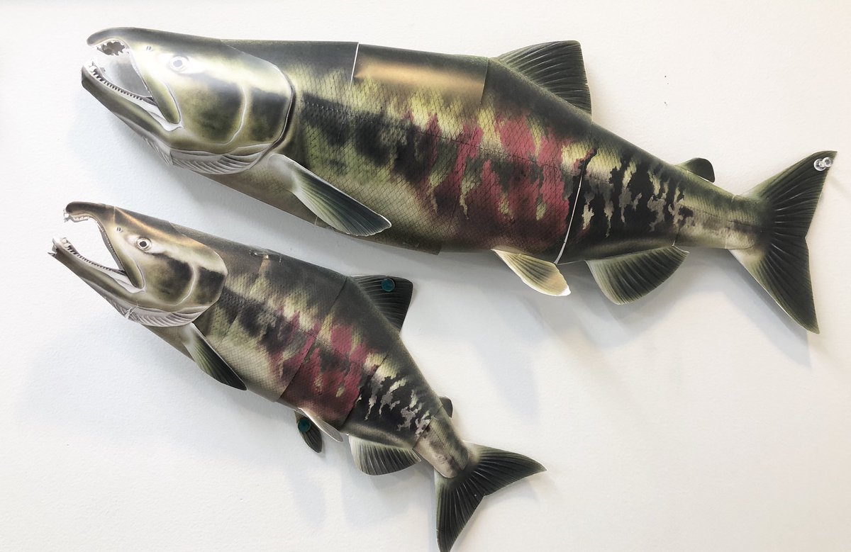 【ちゃんちゃ】チャーム　サーモン　シロサケ　鮭　剥製 ちゃんちゃ様専用】チャーム サーモン シロサケ 鮭 剥製