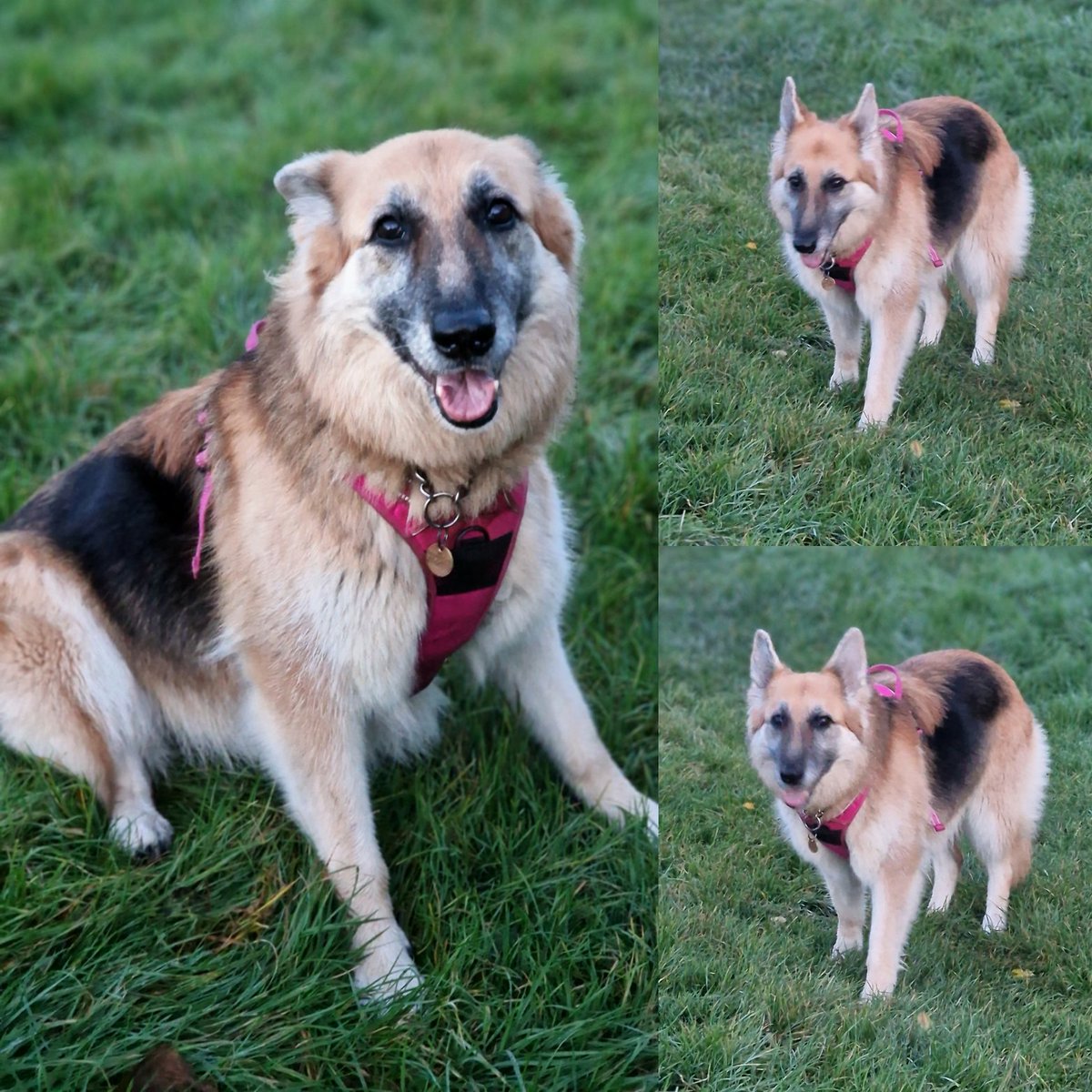 Some pics of #Daisy...she's camera shy hence why so many #George pics!

#shessopretty❤️