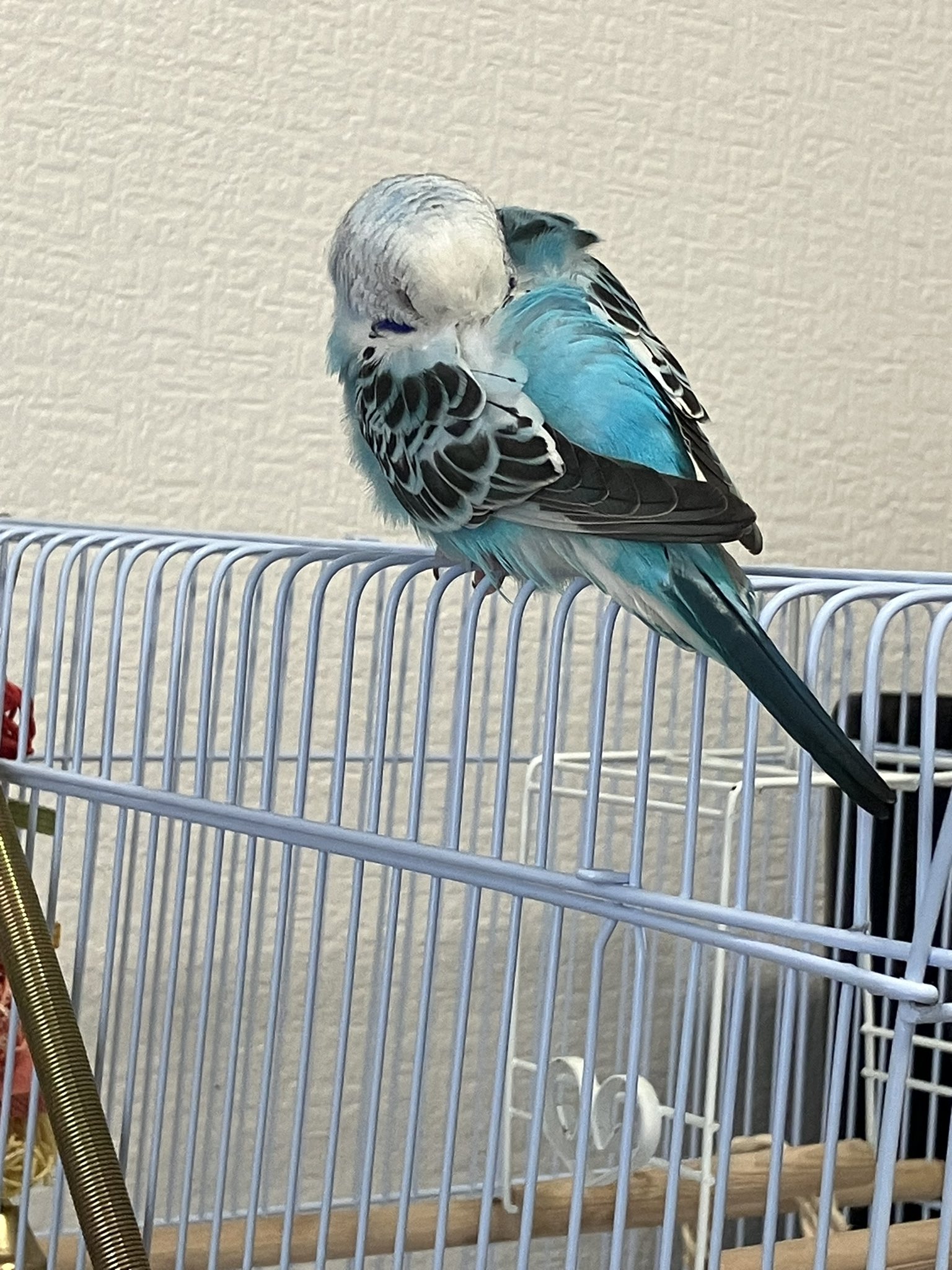 インコ保護 (@LoveIncochan) / X
