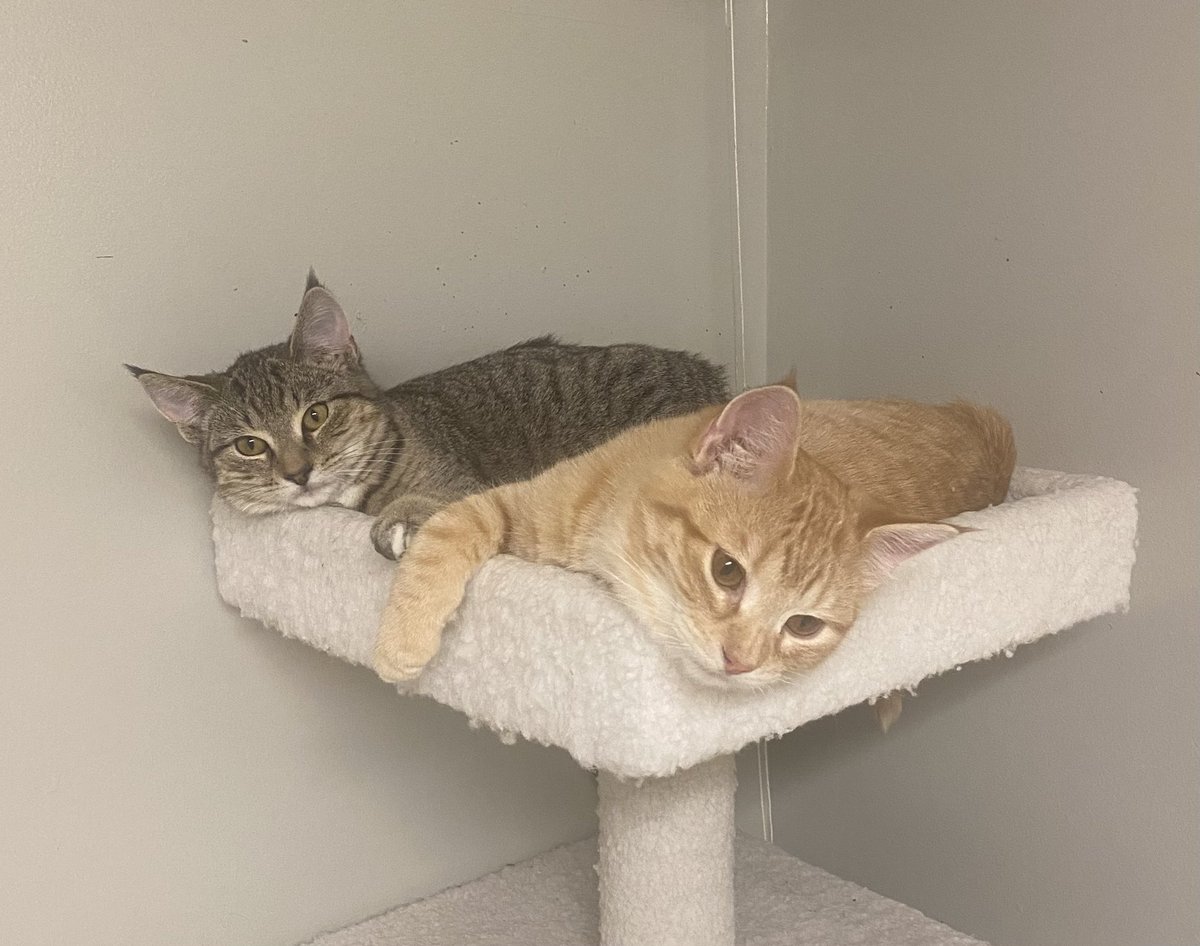 Cloud and Cinder, Sunday vibes