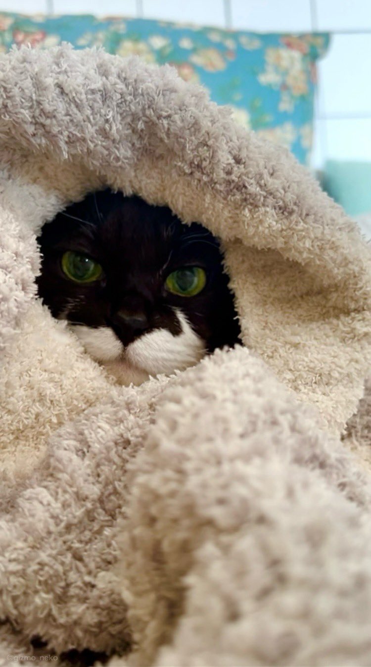 ギズモちゃんさん専用 ギズモさん (@gizmo_neko) / X