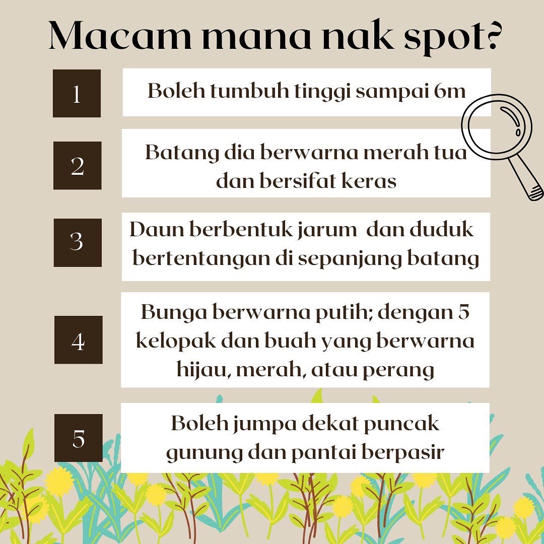 ubi_my's tweet photo. Bukan cucur badak tapi cucur atap! This Australian wildflower has many khasiat and special characteristics that makes them very popular for bonsai enthusiasts and medical professionals. Let’s learn more in our Serampai Rumpai workshop on 18th November! https://t.co/P5mIy8357j