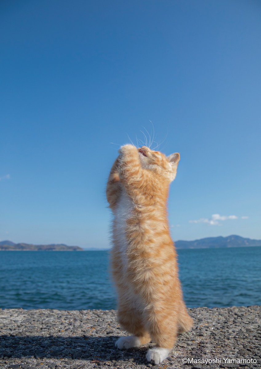 nekoiroiro's tweet photo. 良い日が続きますように✨

#ねこ #猫 #cat https://t.co/AjIsH6eHw5
