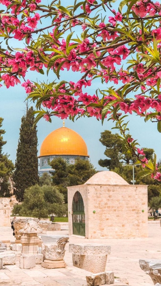 اللهم إنا لا نملك لفلسطين إلا الدعاء فيارب لا ترد لنا دعاء ولا تخيب لنا رجاء وأنت أرحم الراحمين.
#غزه_تقاوم_وستنتصر